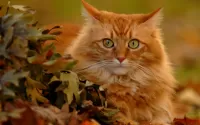 Пазл Рыжий кот и осень