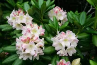 Jigsaw Puzzle Rhododendron