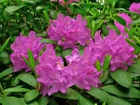 Quebra-cabeça Rhododendron