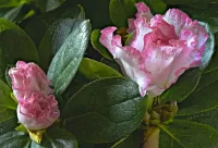 Jigsaw Puzzle Rhododendron blooms
