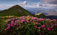 Слагалица Rhododendron in the Carpathians