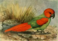 Zagadka Rodriguesii parrot