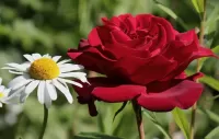 Quebra-cabeça Chamomile and rose