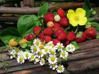 Jigsaw Puzzle Chamomiles and strawberries 1