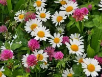 Jigsaw Puzzle Daisies and clover