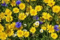 Jigsaw Puzzle Daisies and cornflowers
