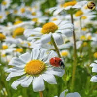 Jigsaw Puzzle Camomile summer