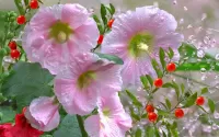 Zagadka Dew on flowers