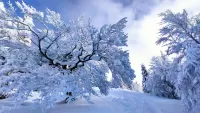 Slagalica Luxurious winter
