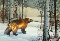 Rompecabezas Wolverine in the forest