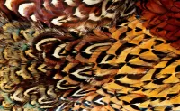 Zagadka Smooth feathers