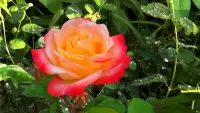 Bulmaca Rose