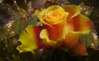 Zagadka the Rose