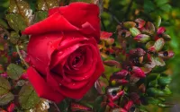 Quebra-cabeça rose flower