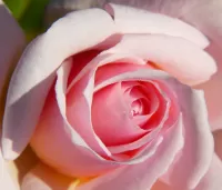 Puzzle rose flower