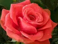 Слагалица Rose