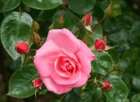 Bulmaca the Rose