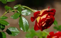 Zagadka Rose