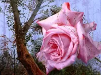 Пазл Розовая роза