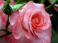 Zagadka rose and bud