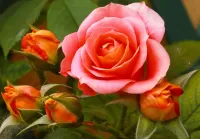 Zagadka Rose and buds