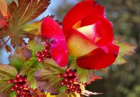 Слагалица Rose and viburnum