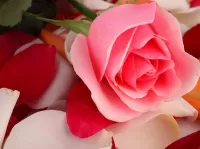 Quebra-cabeça rose and petals
