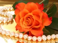 Jigsaw Puzzle Rose and pearl