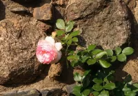 Пазл Роза на камнях