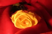 Quebra-cabeça Rose on red
