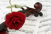 Пазл Роза на скрипке