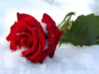 Rompecabezas Rose in the snow