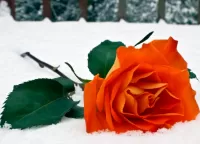 Пазл Роза на снегу