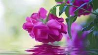 Jigsaw Puzzle Rose over the water