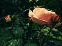 Слагалица Rose in the rain