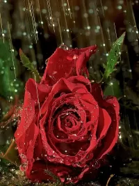 Пазл Роза под дождём