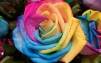 Quebra-cabeça Rose rainbow