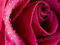 Bulmaca roza v rose
