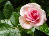 Jigsaw Puzzle Rose in the dew