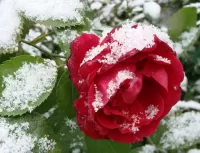 Пазл Роза в снегу