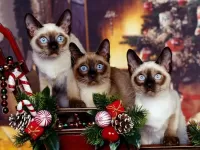 Пазл Рождество с котятами