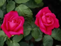 Rompecabezas Roses