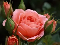 Slagalica rozi