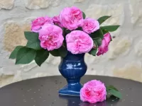 Rompicapo rozi 11