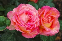 Bulmaca Roses