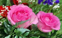 Zagadka roses