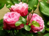 Slagalica roses