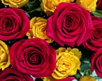 パズル Roses