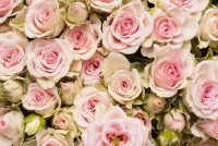 Jigsaw Puzzle Roses