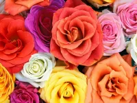 Jigsaw Puzzle Roses